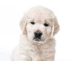 Seven males three females available. Closeup Of Cute Fluffy Newborn Golden Retriever Puppies Sleeping Stock Photo Image Of Doggy Knitted 135658058