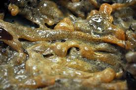 Image result for Dipcadi vaginatum