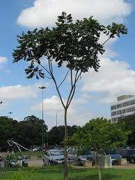 Image result for Centrolobium robustum