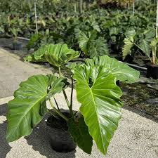 Image result for Filodendron Philodendron