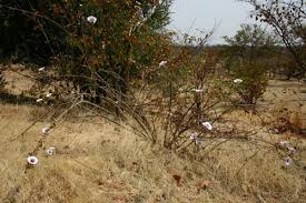 Image result for Ipomoea shirambensis