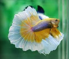 Mustard Gas Betta Fish Betta Fish Types Betta Fish Betta
