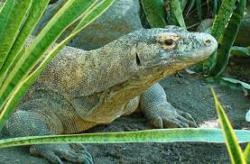 A park where you can participate in fascinating animal adventure activities, some of which are unique experiences of their kind in indonesia. Where To Find Komodo Dragons In Bali Updated June 19 Ithaka