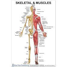 Trapezius is supplied by the accessory. Skeletal And Muscles Back Large Poster