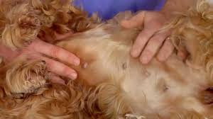 Pour la retirer utiliser toujours des pinces et ne jamais l'écraser car cela pourrait. Les Tiques Les Ennemies Du Chien Youtube
