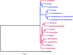 Image result for Calycosiphonia spathicalyx