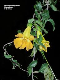 Image result for Bignoniaceae