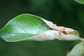 Hello, my apple tree is 2 years old and started showing signs of powdery mildew a few months ago. Apple Tree Leaves Curling And Brown 423335 Ask Extension