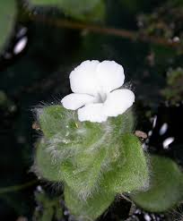Image result for Nelsonia canescens