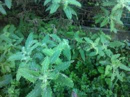 Image result for Urticaceae