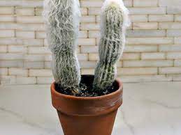 It doesn't look like it's rotting, it's something else. Old Man Cactus Growing Tips For Cephaocereus Senilis