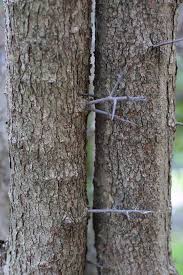 To view each hawthorn tree picture in full size just click on the photo you like. Crataegus Phaenopyrum Washington Hawthorn Go Botany