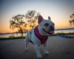 Female names for your bulldog. 351 Cute And Funny French Bulldog Names Animal Hype