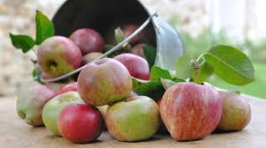 Then, the organisms with favorable traits pass those traits on to future generations.however, natural selection is caused by survival; Why Are Some Apples Red And Some Green