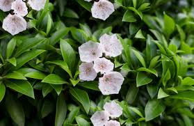 But your best bet is to. Mountain Lauren Plant Care And Growing Guide