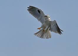 Scott Severn's favorites