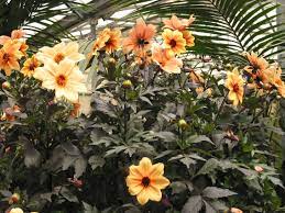 Dahlia Mystic Spirit Dahlia Mystic Beautiful Flowers