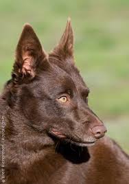 Check spelling or type a new query. 30 Australian Kelpies Ideas Australian Kelpie Dogs Australian Kelpie Dog