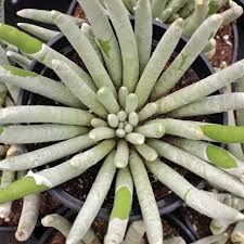 Image result for Caputia