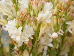 Image result for Polianthes tuberosa