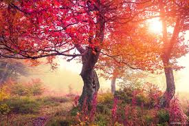 Fall foliage wallpaper free download. Beautiful Fall Scenery Wallpaper Download Beautiful Hd Wallpaper Appraw
