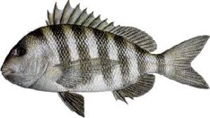 Black And White Striped Fish In The Gulf Of Mexico Fish On Charters Mississippi Gulf Waters Fish Species