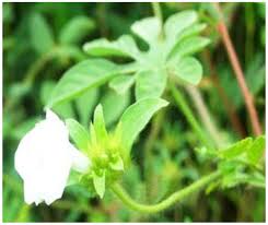 Image result for Ipomoea pes-tigridis