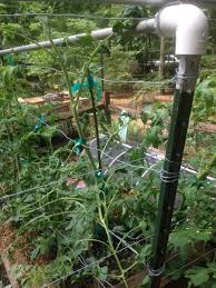 The many options for staking or training tomato plants include building a simple bamboo trellis for support. Diy Tomato Cages From Wire Bamboo And Wood Gardensall
