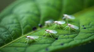 Image result for whitefly in cucumber
