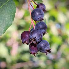 Image result for Amelanchier alnifolia