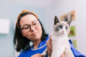 Kosten Röntgenfoto Kat → Tarieven, Behandeling & Vergoeding