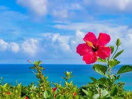 Image result for 沖縄の海