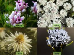 Image result for Rhamnaceae