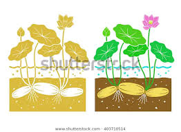 Lotus Root Leaves Lotus Flower Stock Vector Royalty Free 403710514 Plant Vector Lotus Leaf Flowers