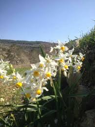 نرجس من سورية Wild Daffodils From Syria Daffodil Flower Daffodils Plants