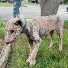 Animal rescue | Decaying Puppy Spent Every Day Of Her Life ...