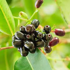 Image result for Syzygium cumini