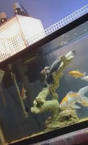 Turtle Hitching A Ride Video In 2020 Cute Wild Animals Cute Baby Animals Animal Antics