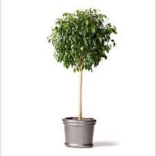 Résultat de recherche d'images pour "braided fig tree"