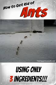 Already tried some products such fantastic services offers ant control services which will help you get rid of the annoying pests. How To Get Rid Of Ants Get Rid Of Ants Rid Of Ants Ants