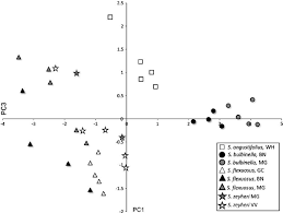 Image result for Schizochilus