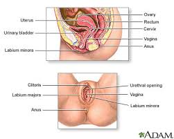 Image result for female sex organ