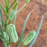 Image result for Iphigenia pauciflora