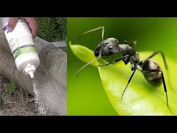 Epingle Sur Jardin