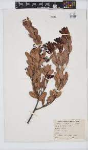 Image result for Diospyros inhacaensis