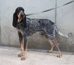 Image result for malý modrý gaskoňský honič