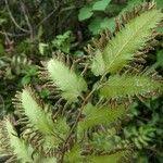 Image result for Lygodium microphyllum