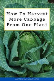We did not find results for: Do Cabbage Plants Produce More Than One Head Gardening Channel