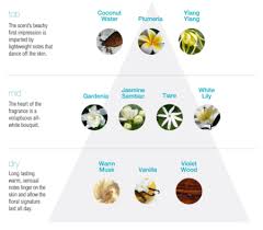 fragrance head heart and base note chart google search