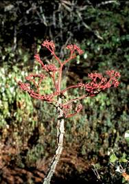 Image result for Euphorbia matabelensis